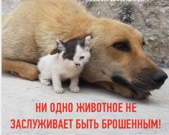 Заканчивается дачный сезон. Уезжая с дач, не бросайте, пожалуйста, своих четвероногих питомцев!